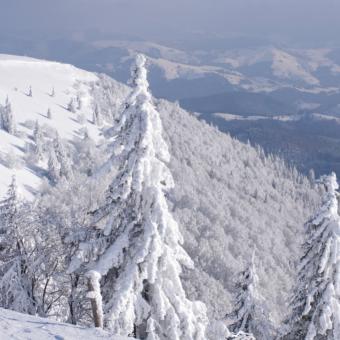 Winterliche Berglandschaft mit Schnee und verschneiten Tannen