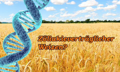 Zöliakieverträglicher_Weizen